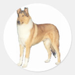 Smooth Collie Gifts Sticker