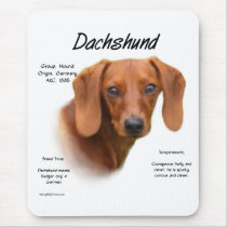 Smooth Dachshund Meet the Breed