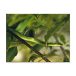 Smooth Green Snake Post Card