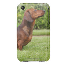 Smooth-haired Miniature Dachshund iPhone 3 Covers