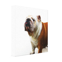 Smug Bulldog Canvas Print