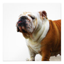 Smug Bulldog Invitations