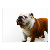 Smug Bulldog Postcard