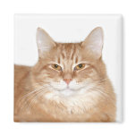 Smug smiling cat fridge magnet