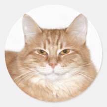 Smug smiling cat round sticker