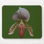 Smugging Slipper Orchid  Mousepad