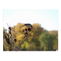 Snack on the Seedpod Post Card