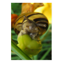Snail 186 ~  ATC Business Card Templates