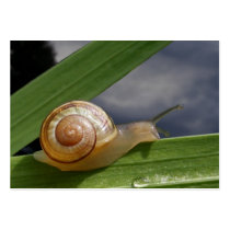 Snail 96 ~ ATC