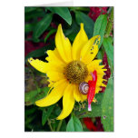 Snail and Blossom cards