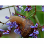 Snail Animal photo sculptures
