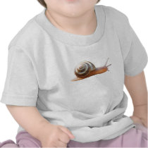 Snail ~ Baby T