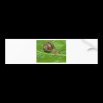 Snail bumper stickers