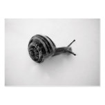 Snail Business Cards