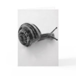 Snail