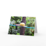 SNAIL EQUILIBRIST card