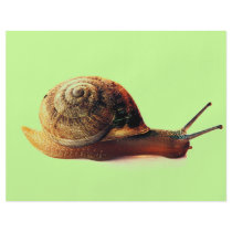 Snail