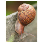 snail flyers