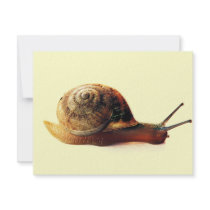 Snail