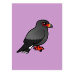Snail Kite Post Card