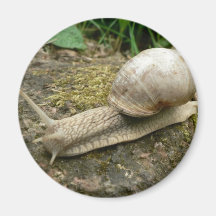 Snail Magnets