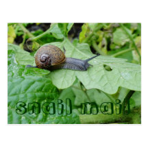 Snail Mail Postcard