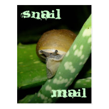 Snail mail postcard