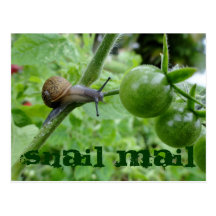 Snail Mail Postcard