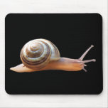 Snail on black ~ mousepad