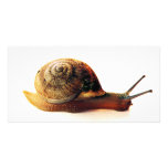 snail photo cards