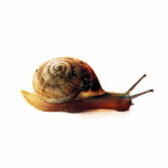 Snail photo sculptures