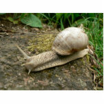 Snail photo sculptures