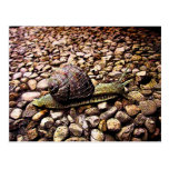 Snail Post Card