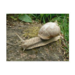 Snail Post Cards