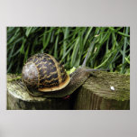 Snail Print