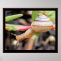 Snail posters