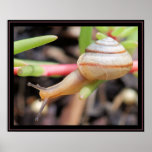 Snail posters