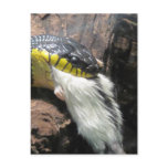 Snake and Mouse postcards