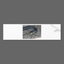 Snake bumper stickers