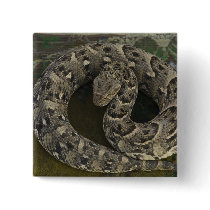 Snake Charmer's African Puff-adder Bitis Pinback Button