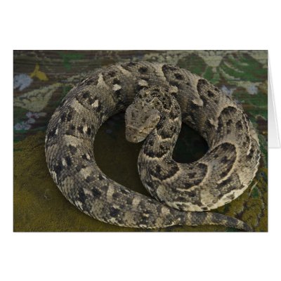 Snake Charmer's African Puff-adder (Bitis arietans arie