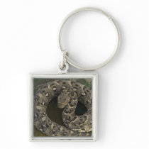 Snake Charmer's African Puff-adder Bitis Key Chain