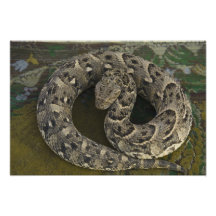 Snake Charmer's African Puff-adder Bitis Photo Art