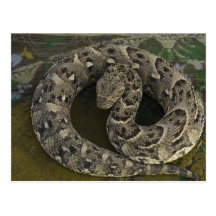 Snake Charmer's African Puff-adder Bitis Postcard