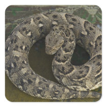 Snake Charmer's African Puff-adder Bitis Square Stickers