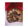 Snake curled up in Santa hat, ball python Post Cards