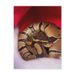Snake curled up in Santa hat, ball python postcards
