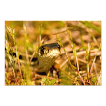 Snake in the Grass Photographic Print