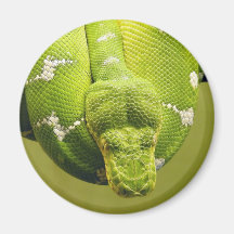 Snake Magnet