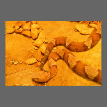 snake posters